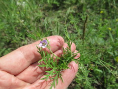 Erodium stephanianum