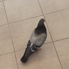 Columba livia domestica