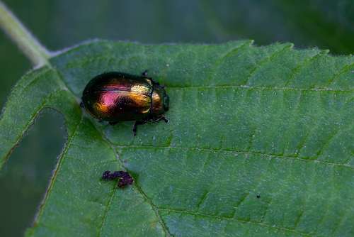Žaliasis Girinukas nuotrauka