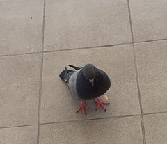 Columba livia domestica