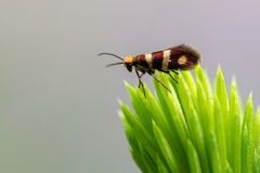 Micropterix aureatella