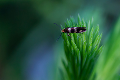 Micropterix aureatella