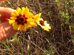 Coreopsis tinctoria tinctoria