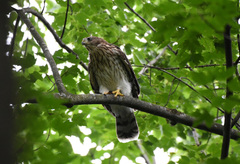 Accipiter cooperii