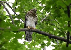 Accipiter cooperii