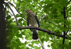 Accipiter cooperii
