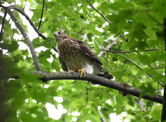 Accipiter cooperii
