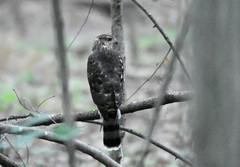 Accipiter cooperii