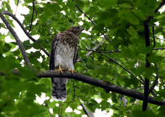 Accipiter cooperii