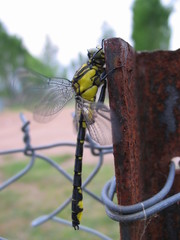 Gomphus vulgatissimus