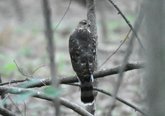 Accipiter cooperii