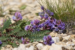 Oxytropis montana