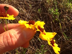 Coreopsis tinctoria tinctoria