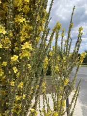 Verbascum speciosum