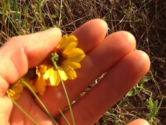 Coreopsis tinctoria tinctoria