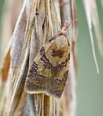 Sparganothis pilleriana