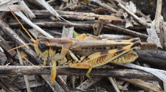 Melanoplus bispinosus