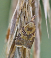 Sparganothis pilleriana