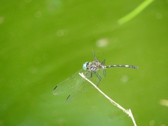 Dythemis nigra
