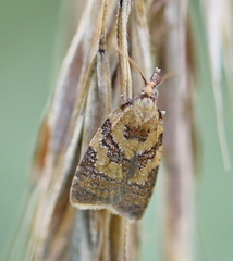 Sparganothis pilleriana