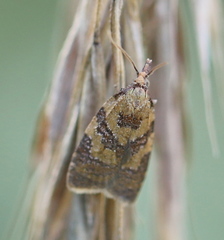 Sparganothis pilleriana
