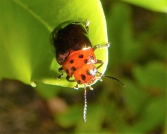 Platymela sticticollis
