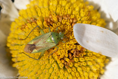 Closterotomus norwegicus