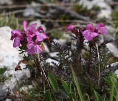 Pedicularis rostratocapitata