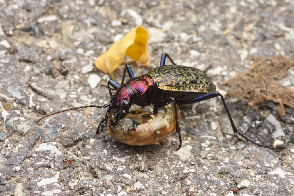 Acoptolabrus