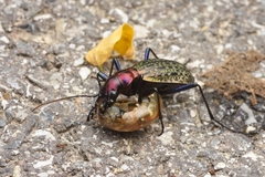 Carabus mirabilissimus