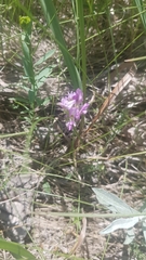 Astragalus agrestis