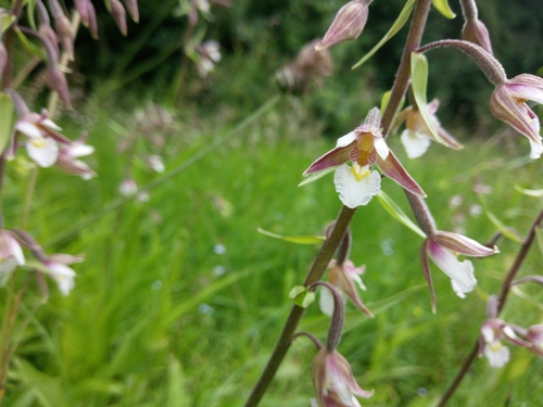 kruštík močiarny (Epipactis palustris)