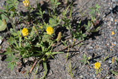 Plantago maritima juncoides