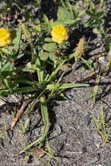 Plantago maritima juncoides