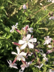 Saponaria officinalis