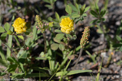 Plantago maritima juncoides