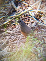 Turdus rufiventris