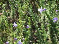 Leucophyllum pringlei
