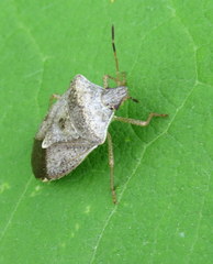 Euschistus servus euschistoides