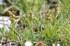 Chamorchis alpina