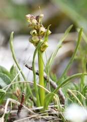 Chamorchis alpina