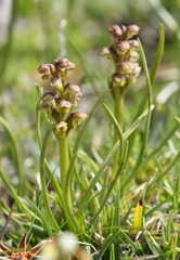 Chamorchis alpina