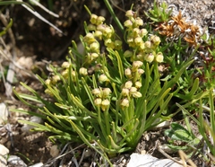 Chamorchis alpina