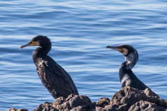 Phalacrocorax carbo