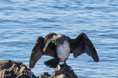 Phalacrocorax carbo