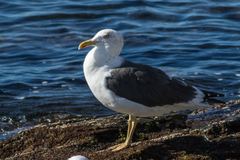 Larus fuscus