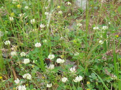 Aricia agestis
