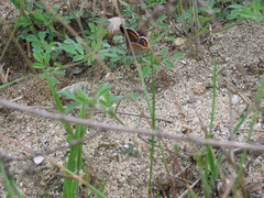Aricia agestis