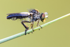 Holopogon nigripennis