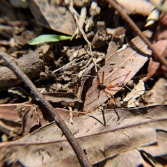 Leptomyrmex tibialis